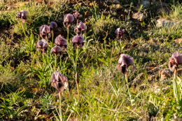 Al-Arz;Iris;Iris-Cedreti;Kaleidos;Kaleidos-images;Lebanon;Middle-East;Near-East;Proche-Orient;Tarek-Charara;Flowers;Endemic;Endangered-species;Endemic-species;Critically-endangered;Critically-endangered-species